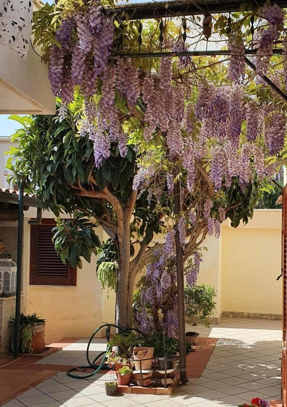 La Depandance Di Villa Rosa Locazioni Brevi Mondello Bagian luar foto